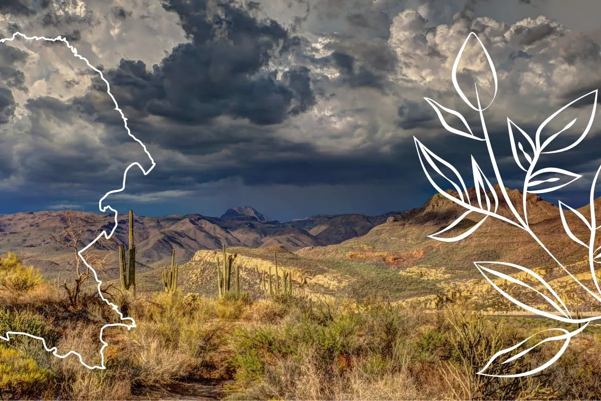 Conoce la planta nativa de Coahuila que cautiva a los locales con su olor / Composición de Canva