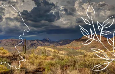 Esta es la planta nativa de Coahuila que enamora con su aroma