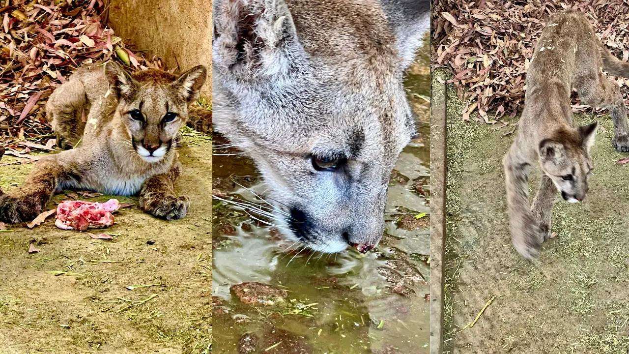 El puma rescatado en el poblado 5 de Mayo es atendido en el Zoológico Sahuatoba. Foto: Cortesía.