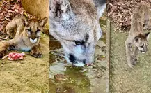 ¿Cómo sigue el puma capturado en el poblado 5 de Mayo? Esto dicen las autoridades