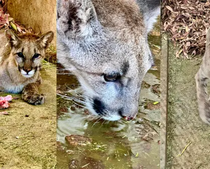 ¿Cómo sigue el puma capturado en el poblado 5 de Mayo? Esto dicen las autoridades