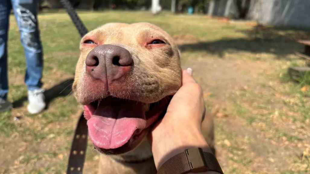 Paga tus multas acariciando perritos en CDMX, conoce como cumplir la ley sin pagar de más