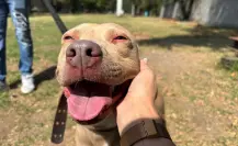 Paga tus multas acariciando perritos en CDMX, conoce como cumplir la ley sin pagar de más