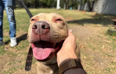 Paga tus multas acariciando perritos en CDMX, conoce como cumplir la ley sin pagar de más