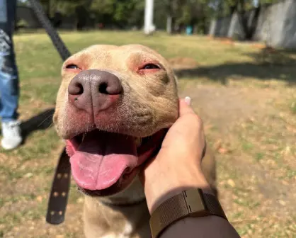 Paga tus multas acariciando perritos en CDMX, conoce como cumplir la ley sin pagar de más