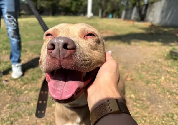 Paga tus multas acariciando perritos en CDMX, conoce como cumplir la ley sin pagar de más
