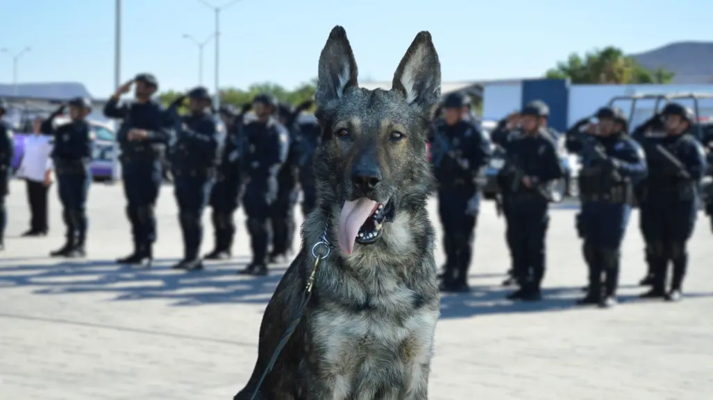 ¡Adiós, vaquero! Lomito policía se retira de la unidad K9 en Baja California Sur