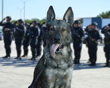¡Adiós, vaquero! Lomito policía se retira de la unidad K9 en Baja California Sur