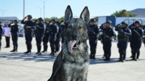 ¡Adiós, vaquero! Lomito policía se retira de la unidad K9 en Baja California Sur