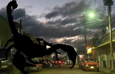 Alacrán de Durango: ¿Por qué este arácnido gusta de habitar las viviendas duranguenses?