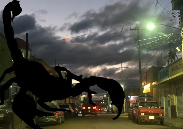 Alacrán de Durango: ¿Por qué este arácnido gusta de habitar las viviendas duranguenses?