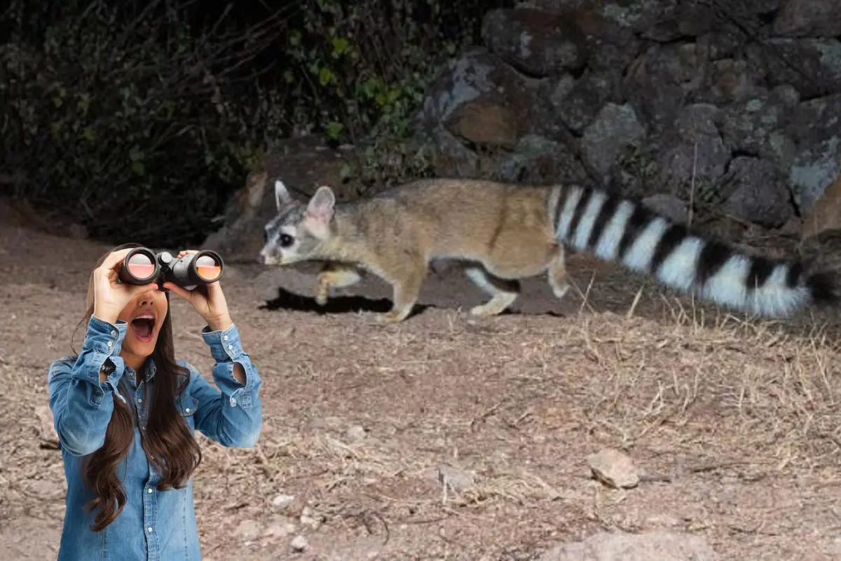 Mujer viendo cacomixtles en CDMX. Foto: UNAM | Canva