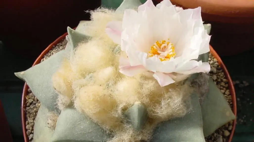 Descubre el cactus más hermoso de Tamaulipas, elegido por IA