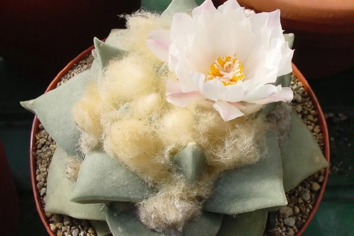 Ariocarpus retusus en floración sembrado en una maceta. Foto: Wikipedia