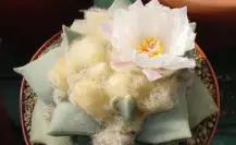 Descubre el cactus más hermoso de Tamaulipas, elegido por IA