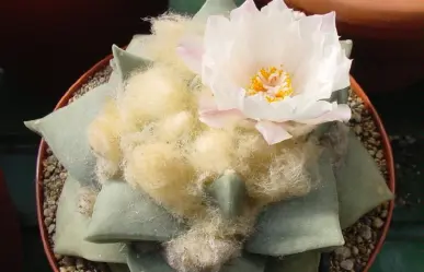 Descubre el cactus más hermoso de Tamaulipas, elegido por IA