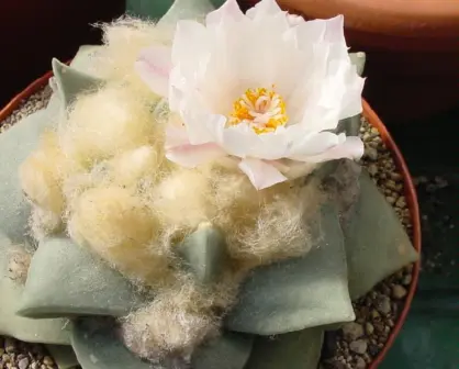 Descubre el cactus más hermoso de Tamaulipas, elegido por IA