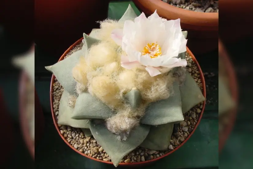 El Ariocarpus retusus es nativo del noreste de México y Tamaulipas. Foto: Wikipedia