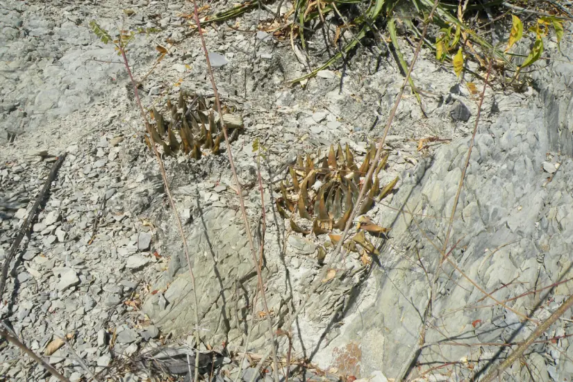 Este cactus es capaz de crecer entre rocas como la caliza. Foto: Wikipedia