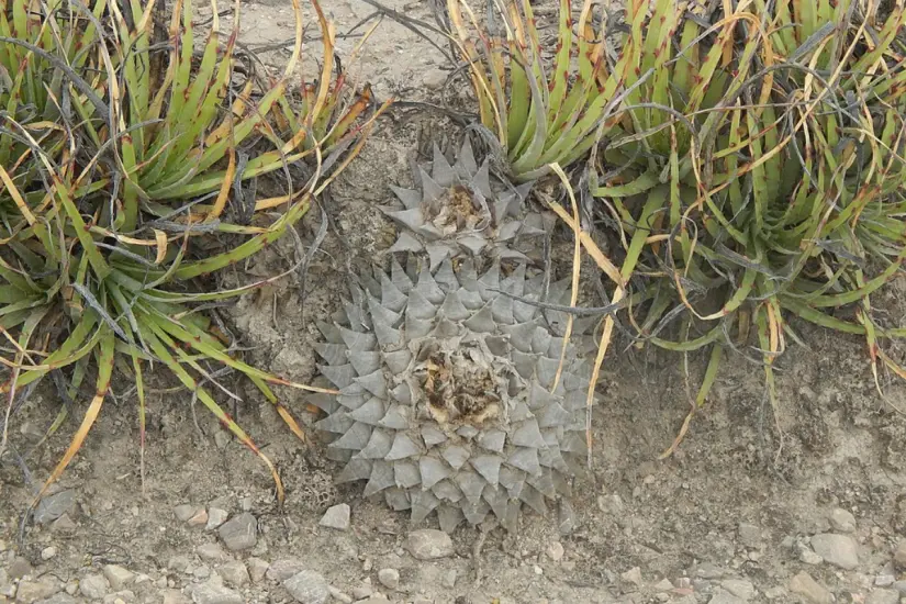Ariocarpus retusus sin floración y en estado silvestre. Foto: Wikipedia