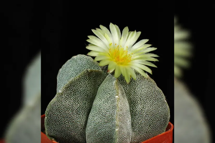 Astrophytum myriostigma, conocido como “bonete de obispo