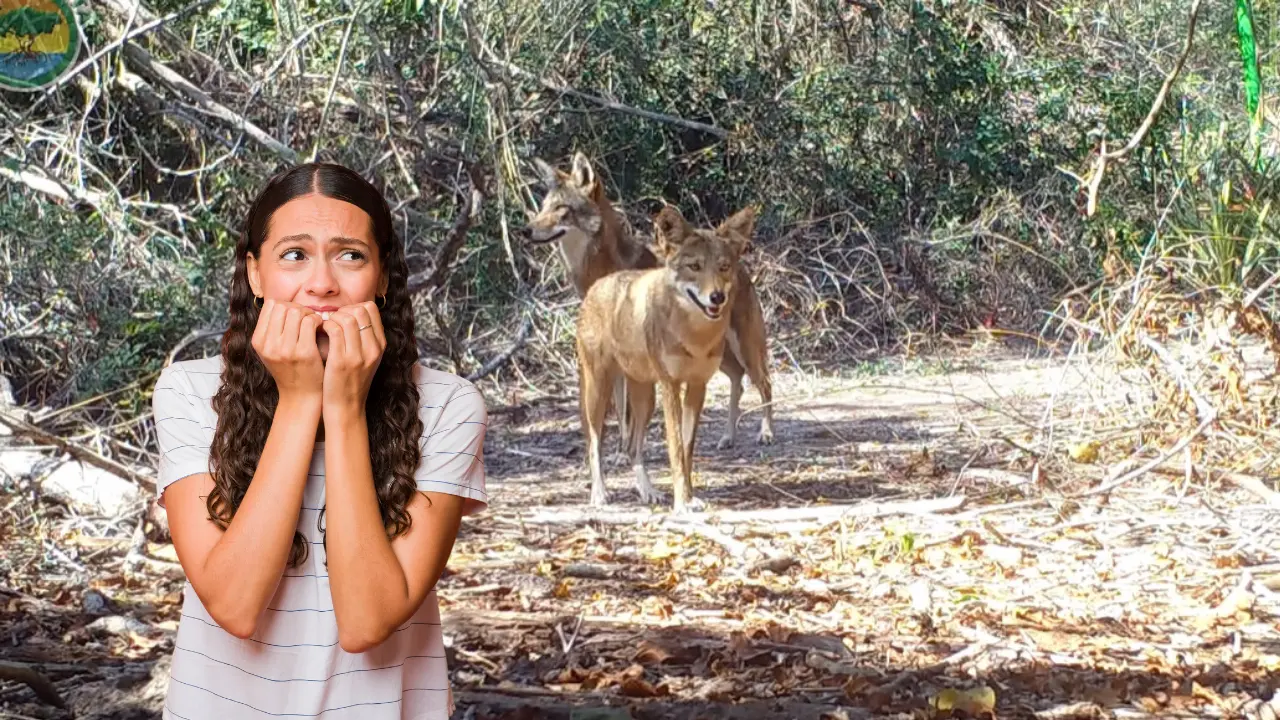 Existe un animal nativo de Durango que se adapta con mucha facilidad. Foto: Especial.