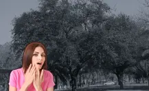 Descubre cómo puede tratar este árbol nativo de Nuevo León las llagas bucales