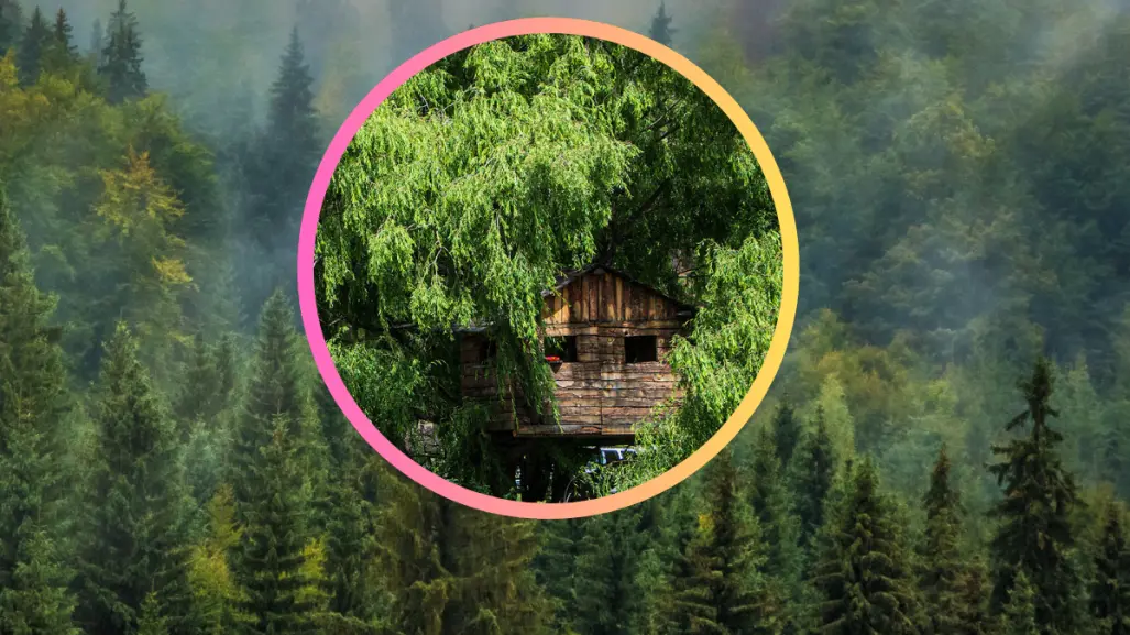 ¿Cuál árbol del bosque de Durango es ideal para montar una casa de juegos?