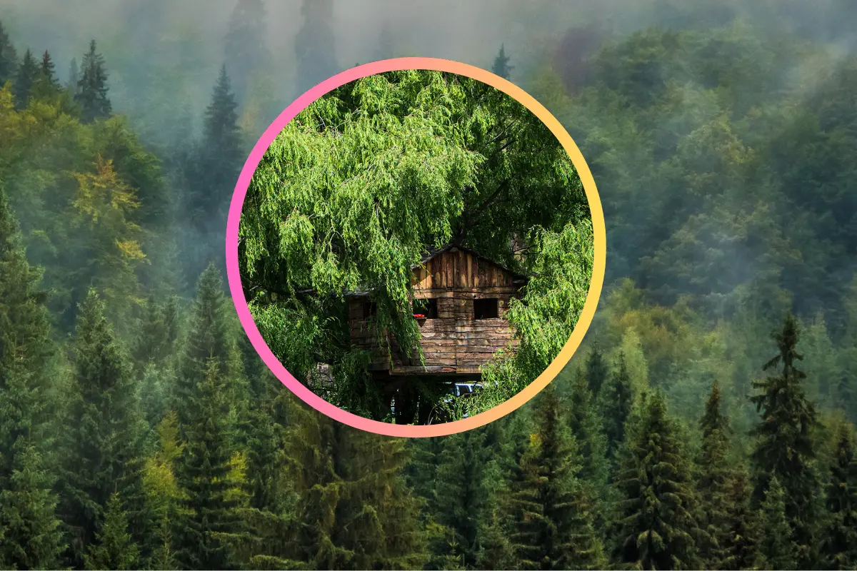 Estas especies son las ideales para construir una casa en el árbol. Foto: FB Miguel Castañeda.
