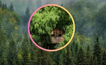 ¿Cuál árbol del bosque de Durango es ideal para montar una casa de juegos?