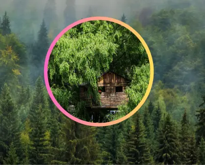 ¿Cuál árbol del bosque de Durango es ideal para montar una casa de juegos?
