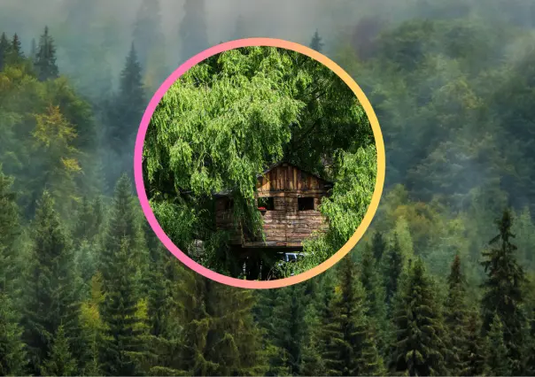 ¿Cuál árbol del bosque de Durango es ideal para montar una casa de juegos?