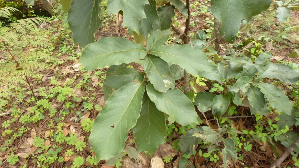 Quercus hintonii: el majestuoso encino del Edomex al borde de la extinción