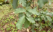 Quercus hintonii: el majestuoso encino del Edomex al borde de la extinción