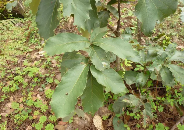 Quercus hintonii: el majestuoso encino del Edomex al borde de la extinción