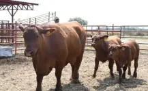 Cierre de frontera a exportación de ganado sigue provocando pérdidas a productores de Tamaulipas