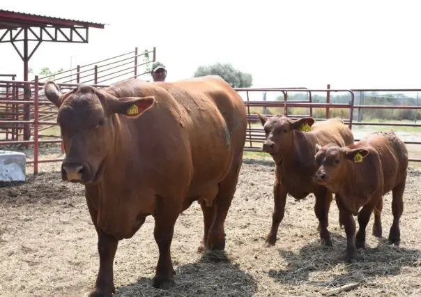 Cierre de frontera a exportación de ganado sigue provocando pérdidas a productores de Tamaulipas
