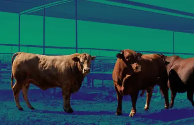 ¿Gusano barrenador en Nuevo León? Así se preparan ganaderos ante esta peligrosa plaga