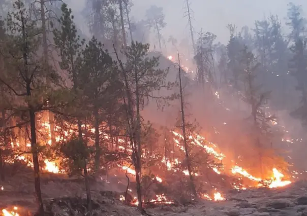 Incendios forestales en Durango, a niveles récord: 2025 ya superó a 2022, 2023 y 2024