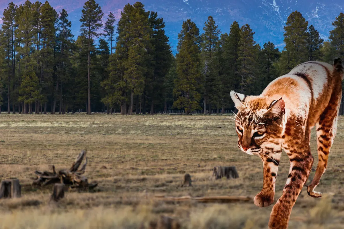 Este lince se ha encontrado en el Cañón de Fernandez. Foto: Especial.