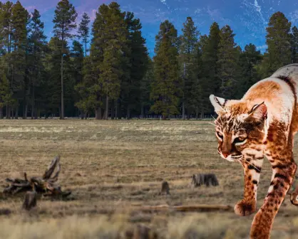 Animal nativo de Durango, que se encuentra protegida en el semidesierto