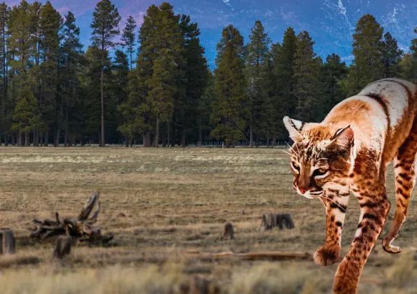 Animal nativo de Durango, que se encuentra protegida en el semidesierto
