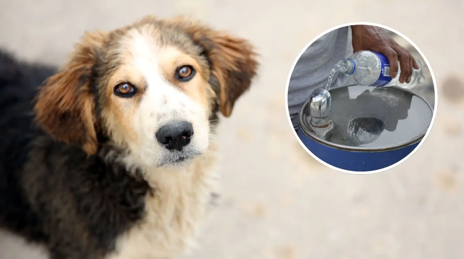 Aunque dejar agua es un acto noble, podría traer graves consecuencias a la salud de los perros. (Fotografía: Canva | Leslie Delgado)