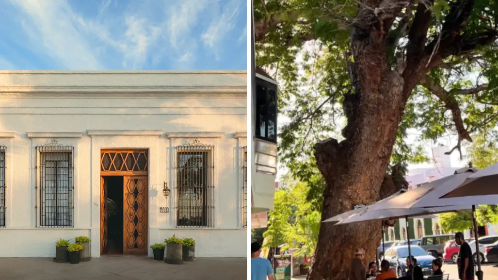 Baja Club: el hotel Michelín que está cerca del árbol más antiguo de La Paz