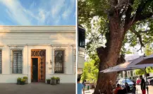 Baja Club: el hotel Michelín que está cerca del árbol más antiguo de La Paz