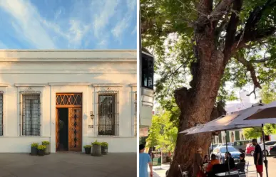 Baja Club: el hotel Michelín que está cerca del árbol más antiguo de La Paz