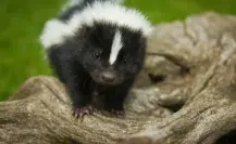 ¿Sabes lo que es una mofeta? Hay miles y es un animal nativo de Durango