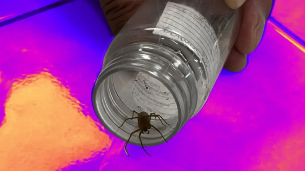 Temporada de araña violinista: ¿Qué hacer y cómo protegerse del arácnido mortal?
