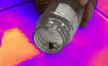 Temporada de araña violinista: ¿Qué hacer y cómo protegerse del arácnido mortal? 