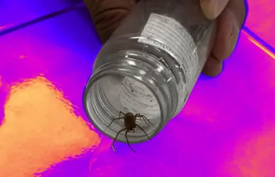Temporada de araña violinista: ¿Qué hacer y cómo protegerse del arácnido mortal? 